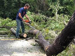 Tree and Shrub Care in Wauwatosa, WI