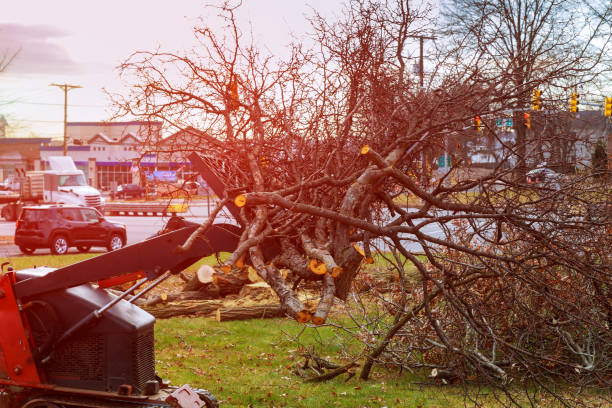 Best Leaf Removal  in Wauwatosa, WI