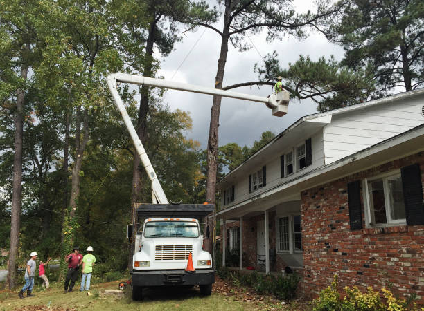 Best Fruit Tree Pruning  in Wauwatosa, WI