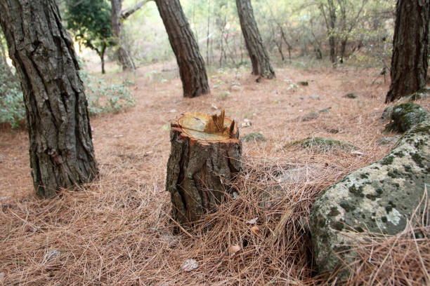 Best Stump Grinding and Removal  in Wauwatosa, WI