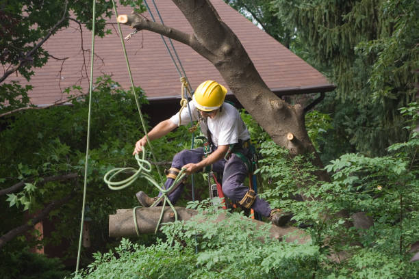 Best Root Management and Removal  in Wauwatosa, WI