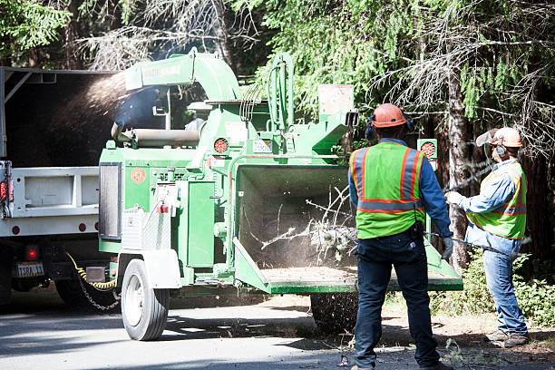 Reliable Wauwatosa, WI Tree Care Solutions