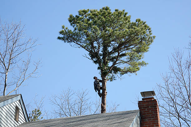 Best Tree Disease Treatment  in Wauwatosa, WI