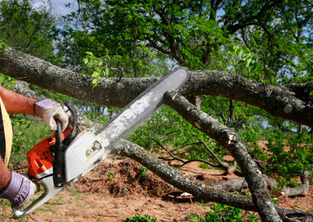 Best Leaf Removal  in Wauwatosa, WI